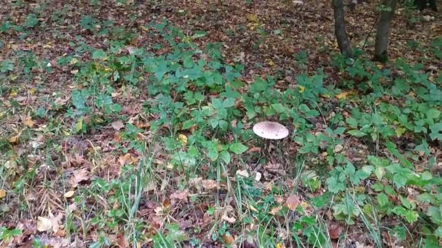 Парасольки в лісі смотреть онлайн