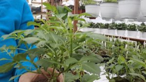 Вегетативные георгины, мои наблюдения от черенка до цветения.