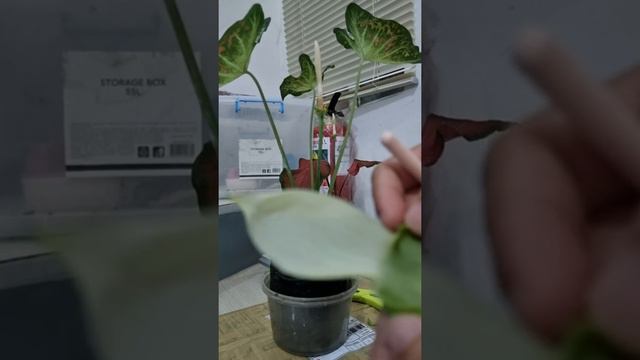 Caladium Pollination How To Pollinate Crossbreed Caladium