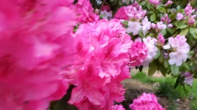 Rhododendrons #2 Beautiful flowers смотреть онлайн