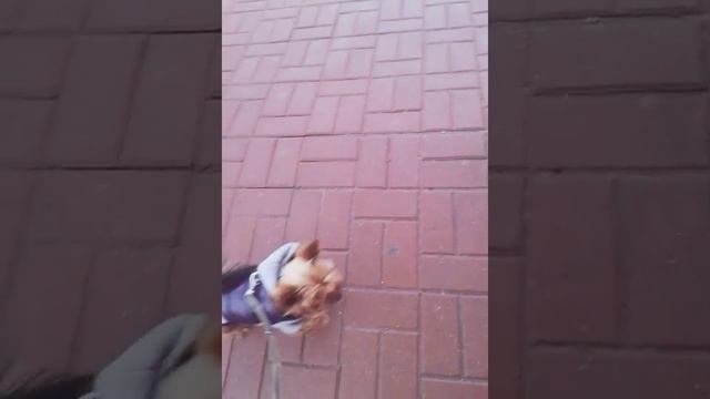 Когда собака скучает по маме😂 смотреть онлайн