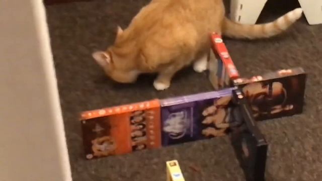 The Cat Maze - Tango’s Fun Little Game For His Favourite Treats! смотреть онлайн
