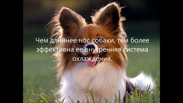Топ 9 фактов о собаках. смотреть онлайн