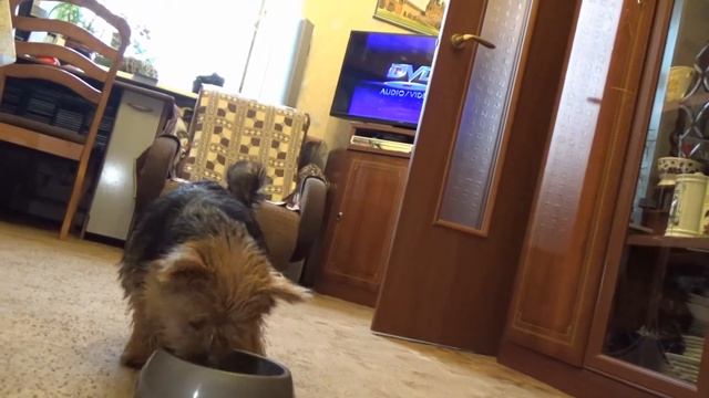 Норвич терьер - Мордюк смотреть онлайн