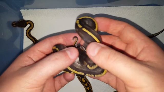 Ball Python Clutch #3 Update - all shed out! смотреть онлайн