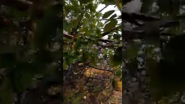 Дерево любви,земляничное дерево,курортница......?Что это??? смотреть онлайн