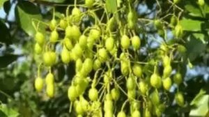 Софора японская лечебные свойства и противопоказания