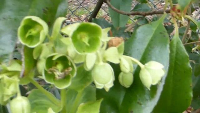 Stinking hellebore - Helleborus foetidus - Jólarós - Garðplöntur смотреть онлайн