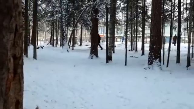 Игривые белочки в утреннем лесу смотреть онлайн