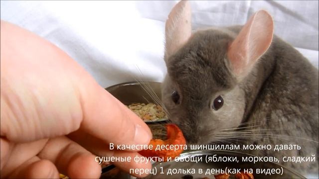 Чем кормить шиншилл смотреть онлайн