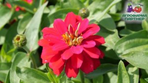 ТАКИХ ЦИННИЙ ВЫ ЕЩЕ НЕ ВИДЕЛИ!