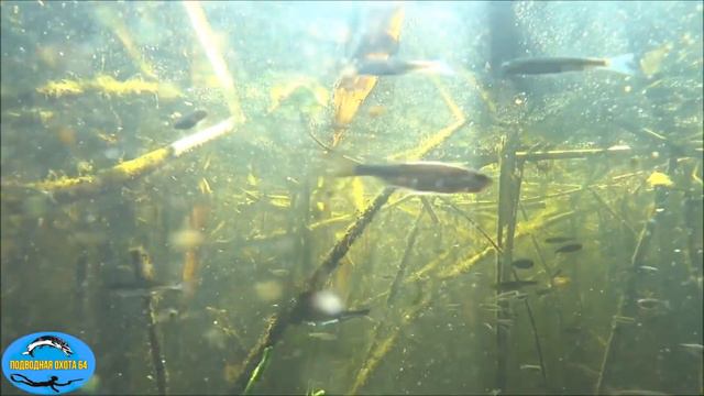ПОДВОДНАЯ ОХОТА.ОПАСНОЕ СБЛИЖЕНИЕ.В САРАТОВСКОЙ ОБЛАСТИ смотреть онлайн