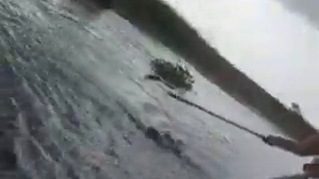 Alligator Mississippiensis смотреть онлайн