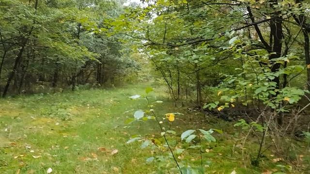 Грибы Белые, рыжики Германия, октябрь 2019 смотреть онлайн