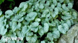 Тенелюбивые растения: что посадить в тени на садовом участке