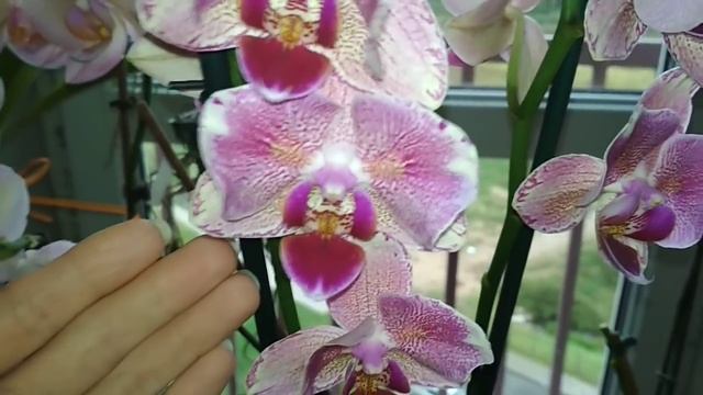 Пышное цветение домашних орхидей!Легатто и Равелло-Полный роспуск! смотреть онлайн