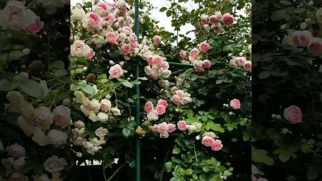 Плетистая роза Jasmina (Жасмина/Ясмина). Только посмотрите на это море цветов! смотреть онлайн