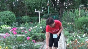 Черная пятнистость роз Обязательно обработайте розы этими препаратами летом