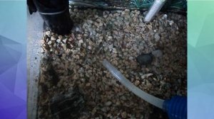 Островок для черепахи своими руками