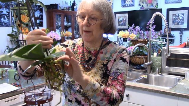 Big Lip Phalaenopsis, New Project :0), Phalaenopsis re pot moss to bark смотреть онлайн