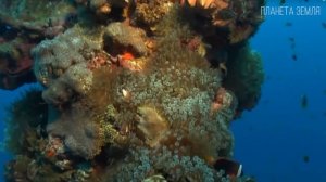 ТИХИЙ ОКЕАН: Великий и НЕ Тихий океан океанов | Интересные факты о тихом океане и его глубинах