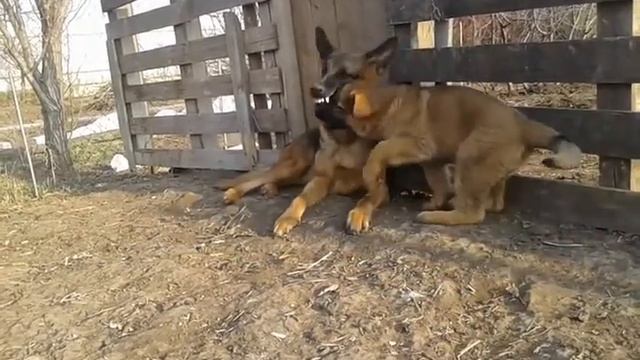 зонарные немецкие овчарки смотреть онлайн