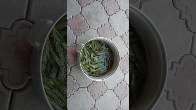 Опрыскивание растений хвойным отваром. смотреть онлайн