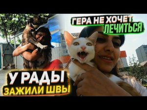 У Щенка подобранного с трассы ЗАЖИЛИ ушки Геру возим на уколы. Папа накосил сена собакам на зиму