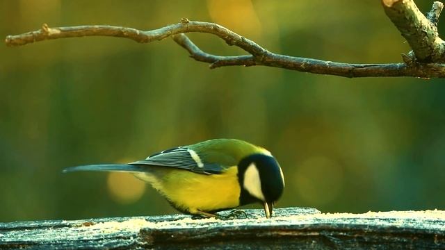 Mузыка для сна и расслабления души ? Нежная мелодия для быстрого засыпания смотреть онлайн