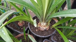 ГИППЕАСТРУМЫ. Ускоряю рост луковиц!