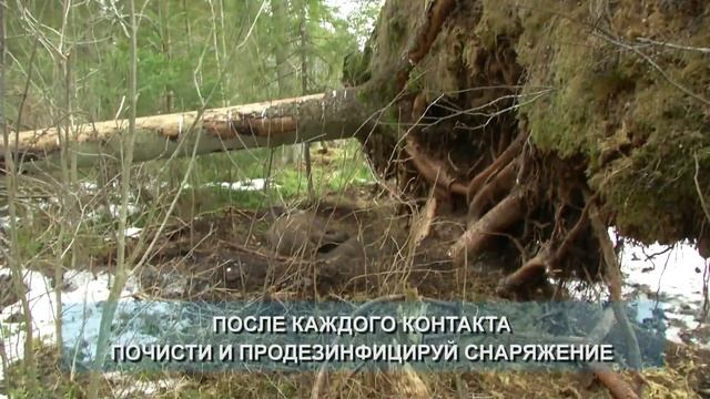 Инструкции по предотвращению распространения африканской чумы свиней: биобезопасность смотреть онлайн