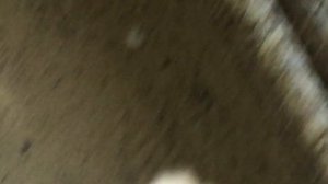 #Pigeon. Совет от Гагика. Обработка голубей от пероедов!