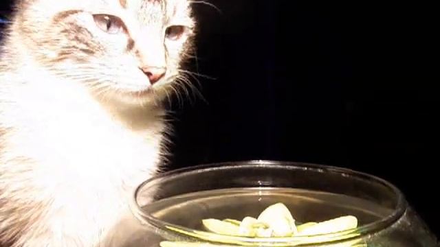 Шейла и Жозефина. Кошка и Черепаха - подруги.wmv смотреть онлайн