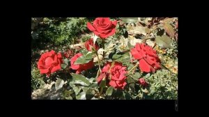 Алена Росс Алая роза