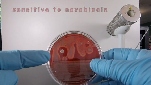 Staphylococcus aureus on Blood Agar with a NB Disc смотреть онлайн