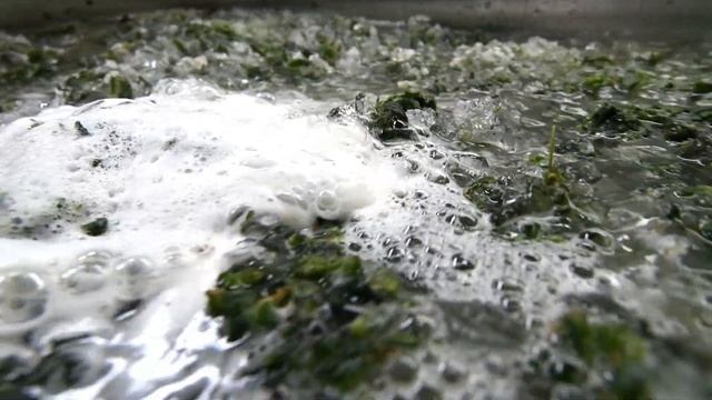 The Lowtemp Osprey washes 11,000g+ of Fresh Frozen смотреть онлайн