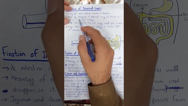 MidGut | GIT Development | Part 4 смотреть онлайн