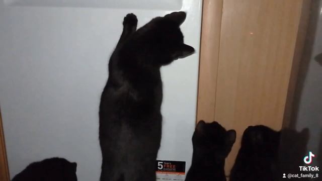 #котята . НОЧНЫЕ ТАНЦЫ ? смотреть онлайн
