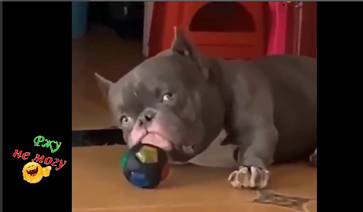 Я смешнее не видел...Самые смешные ситуации с животными... смотреть онлайн