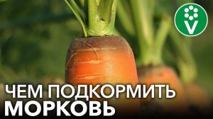 МОРКОВЬ НЕ ЛЮБИТ ЗОЛУ?! Подкармливаем морковь правильно для богатого урожая