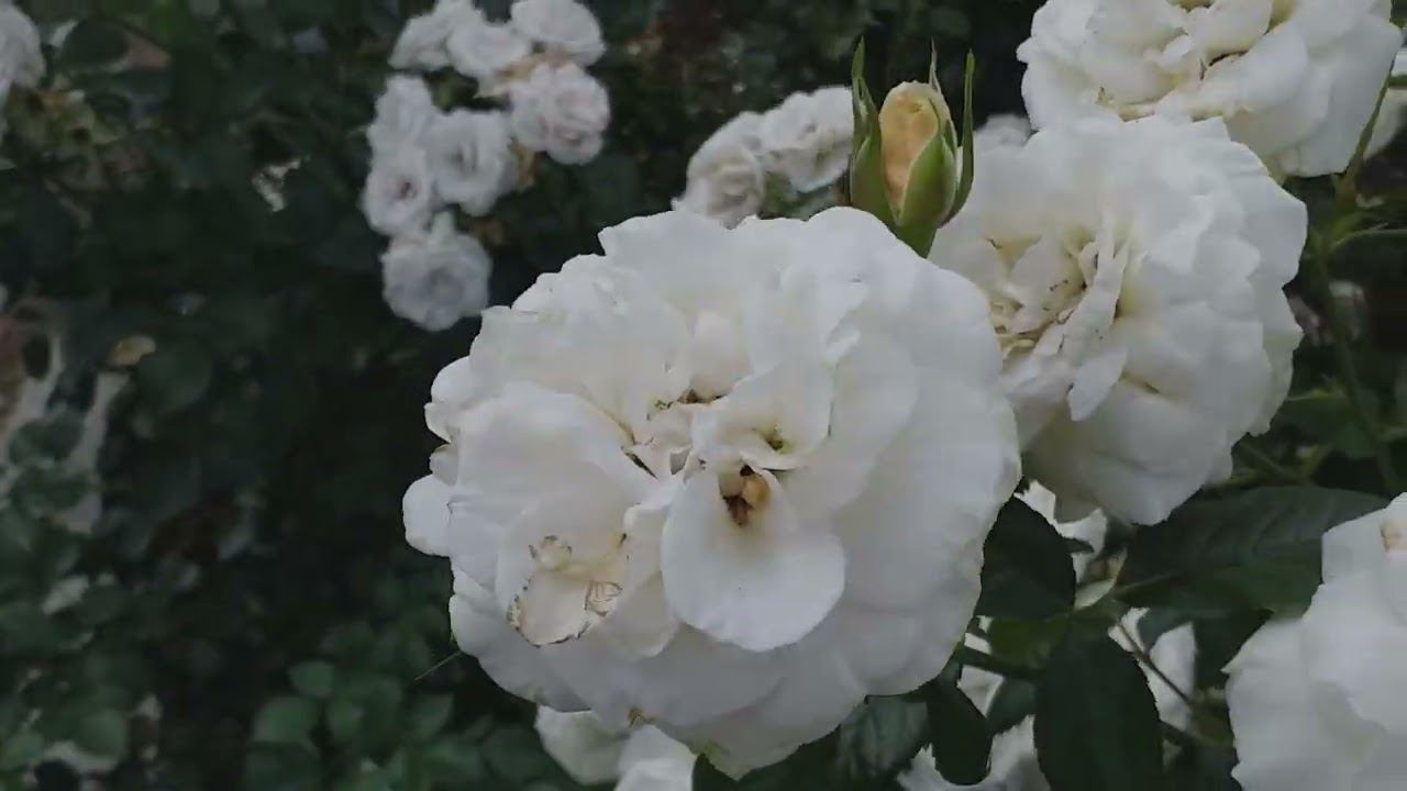 СВЕТЛАЯ ЧАСТЬ РОЗАРИЯ... Съемка 19 июля смотреть онлайн