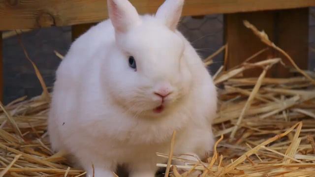 What To Do When Your Rabbit Is Having A False Pregnancy смотреть онлайн