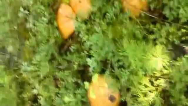 Тайны Кухни