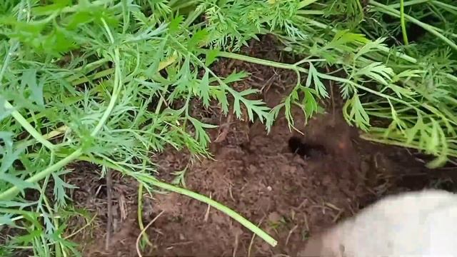УРОЖАЙ МОРКОВИ ?Ещё бы чуть чуть и мне бы не хватило ? Куда деваю морковную ботву. смотреть онлайн