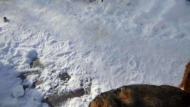 Болгарская овчарка атакует смотреть онлайн