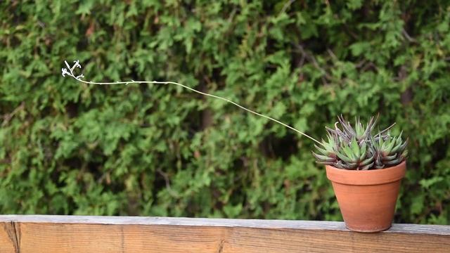 Haworthia fasciata June 2022 смотреть онлайн