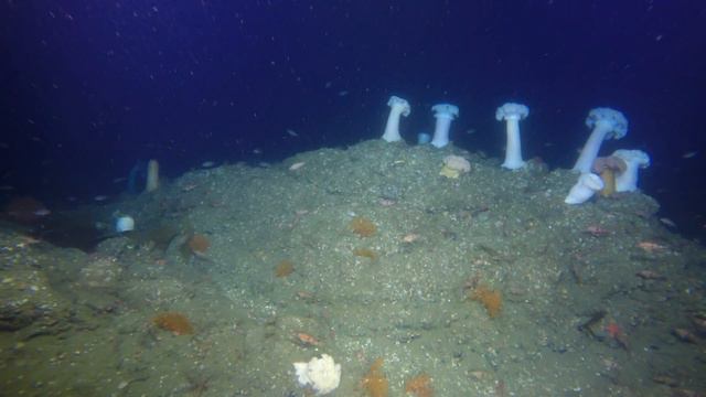 Plumed Anemone смотреть онлайн