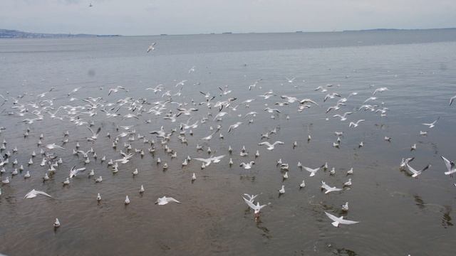 Прогулка по Баку часть 6 фото.mpg