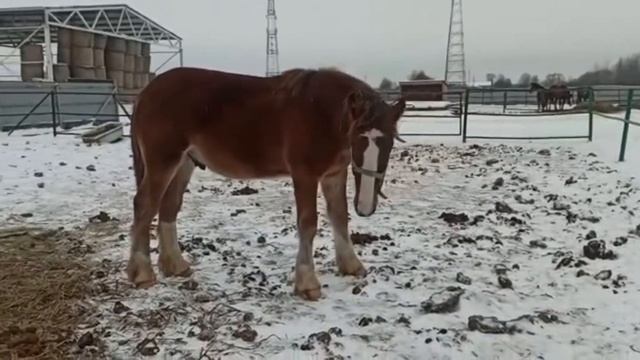 Жеребчики Владимирские тяжеловозы на продажу. смотреть онлайн