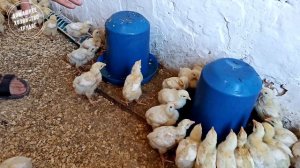 Недельный бройлер. Как проходит выращивание